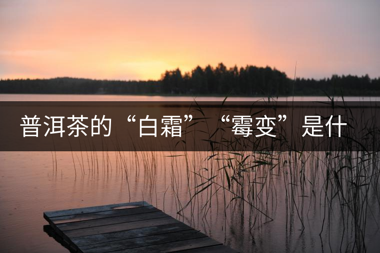 普洱茶的“白霜”“霉變”是什么鬼？