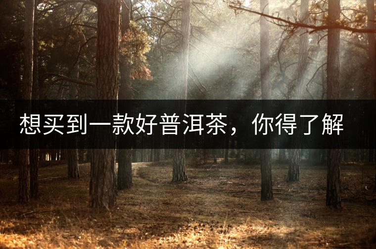 想買到一款好普洱茶，你得了解這些……