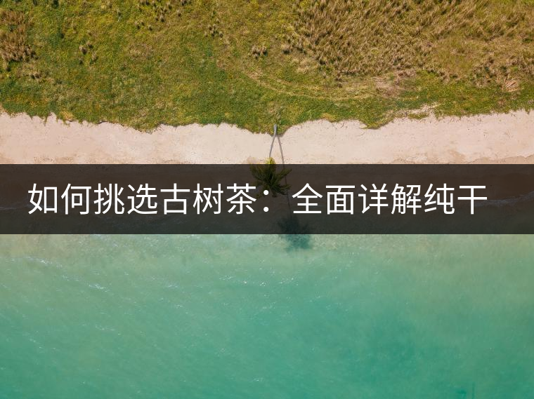 如何挑選古樹茶：全面詳解純干貨