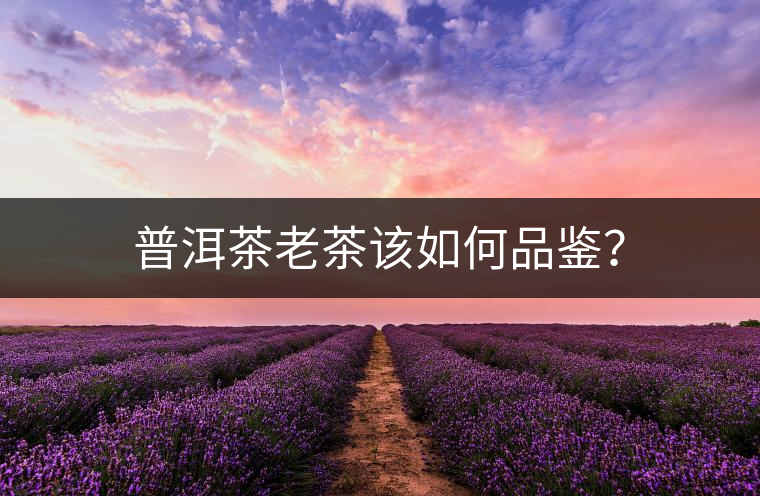 普洱茶老茶該如何品鑒？