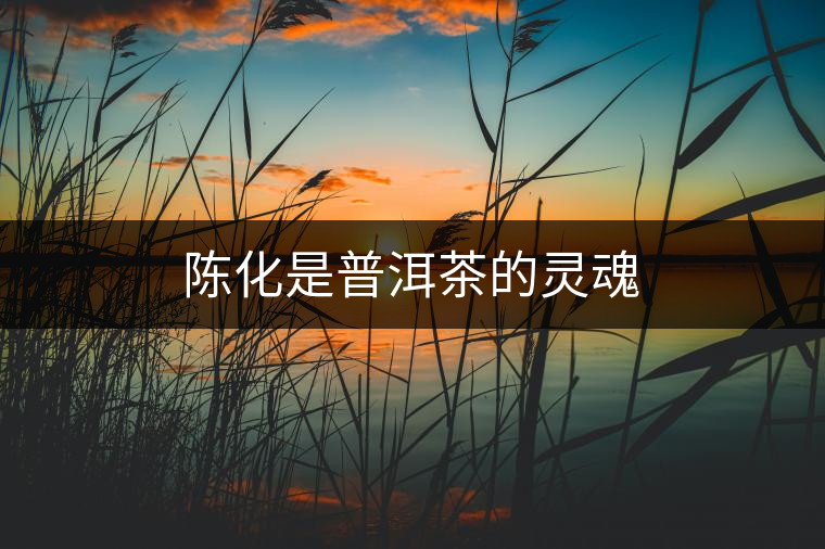 陳化是普洱茶的靈魂 陳化是普洱茶的靈魂