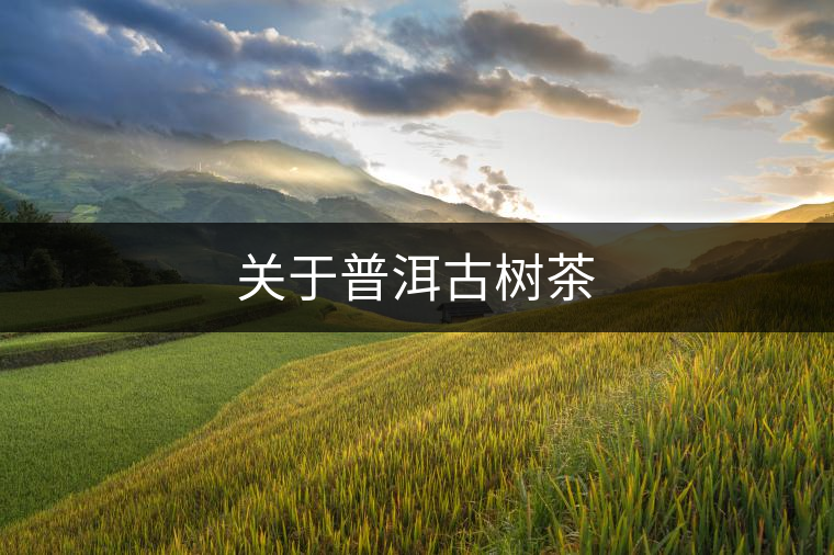 關于普洱古樹茶 關于普洱古樹茶