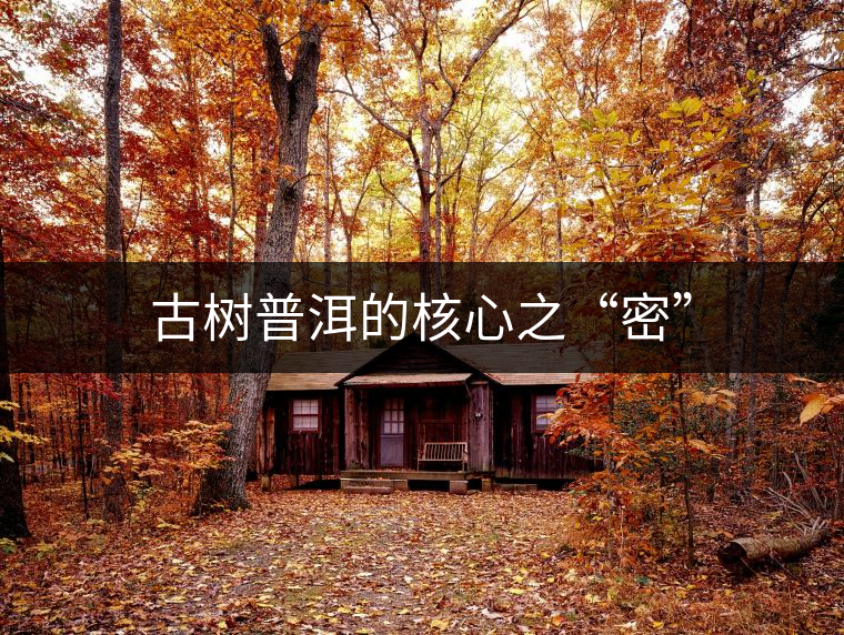 古樹(shù)普洱的核心之“密”