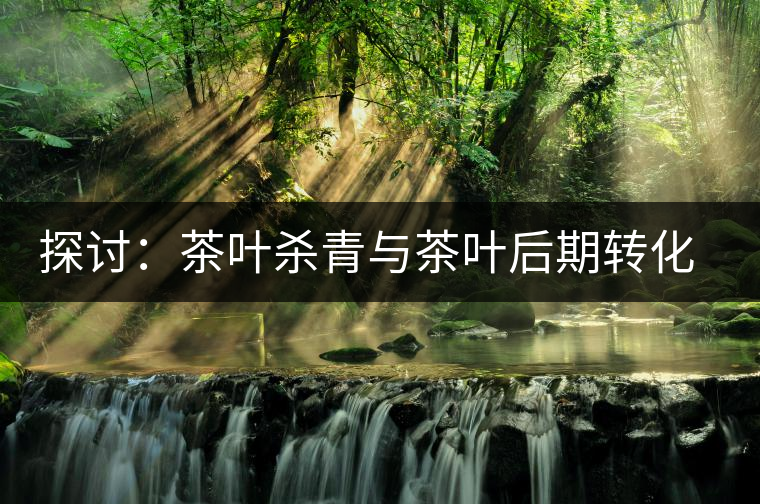 探討：茶葉殺青與茶葉后期轉(zhuǎn)化有什么關(guān)系？