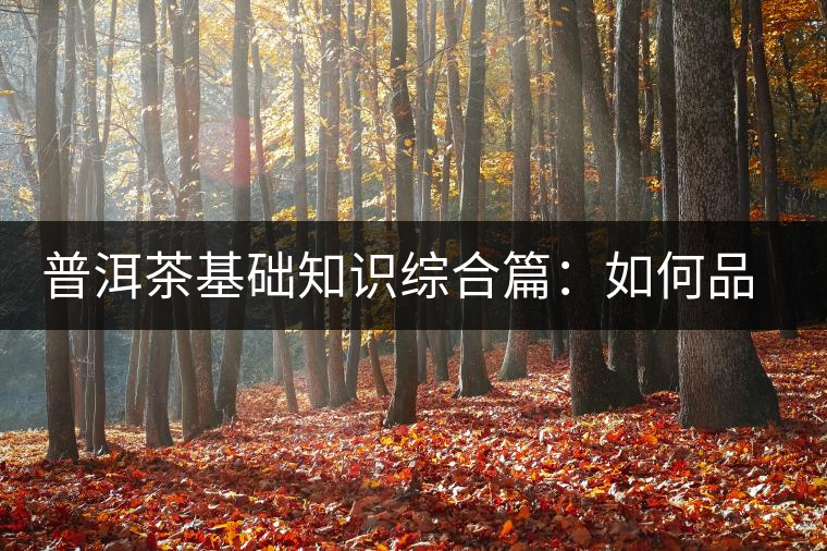 普洱茶基礎(chǔ)知識綜合篇：如何品鑒普洱茶？