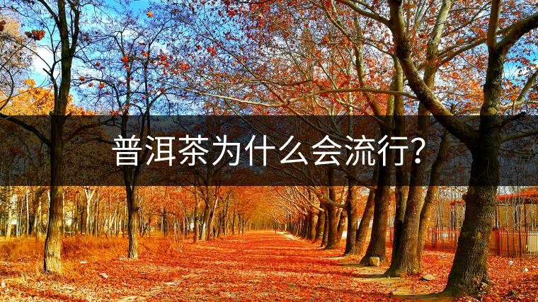 普洱茶為什么會(huì)流行？