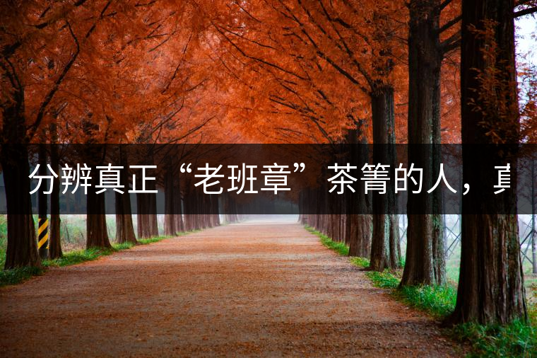 分辨真正“老班章”茶箐的人，真的不多！