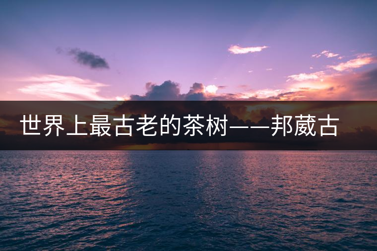 世界上最古老的茶樹(shù)——邦葳古茶樹(shù) 世界上最古老的茶樹(shù)——邦葳古茶樹(shù)