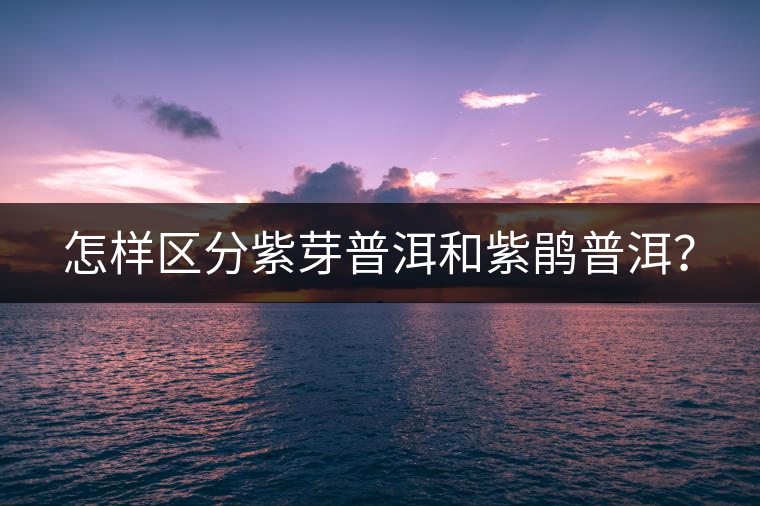 怎樣區(qū)分紫芽普洱和紫鵑普洱？