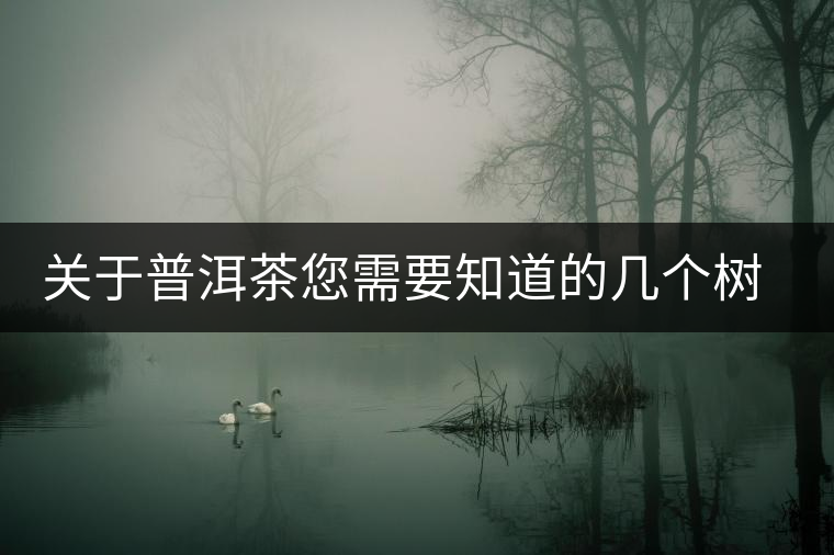 關于普洱茶您需要知道的幾個樹種