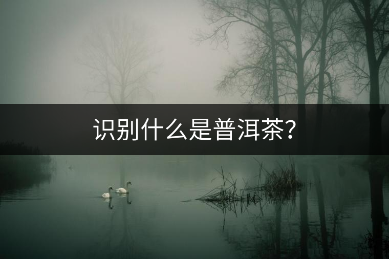 識(shí)別什么是普洱茶？