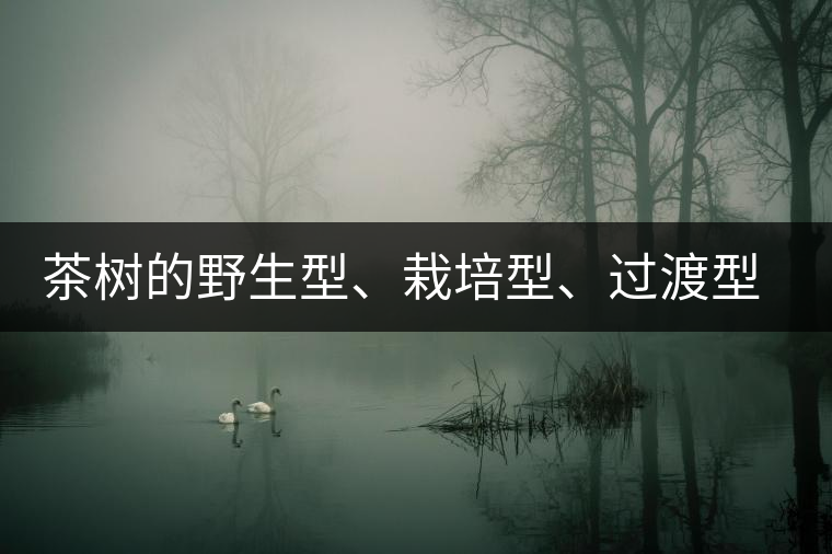茶樹(shù)的野生型、栽培型、過(guò)渡型是怎么界定的？