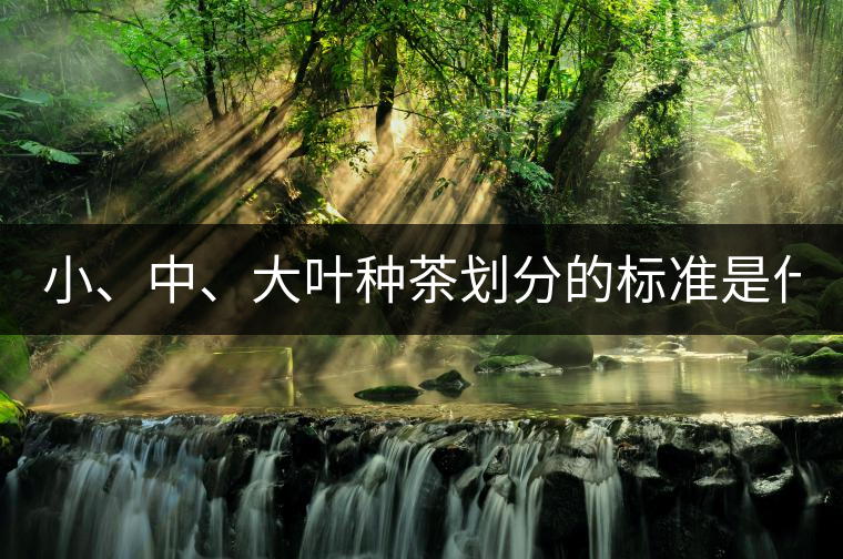 小、中、大葉種茶劃分的標(biāo)準(zhǔn)是什么？