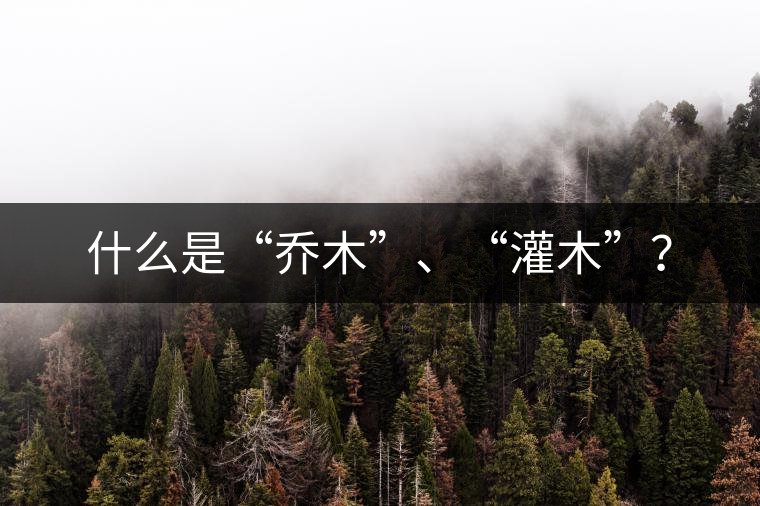 什么是“喬木”、“灌木”？