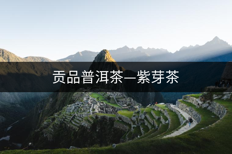 貢品普洱茶—紫芽茶 貢品普洱茶—紫芽茶