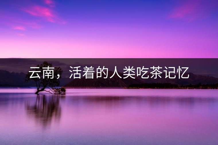 云南，活著的人類吃茶記憶