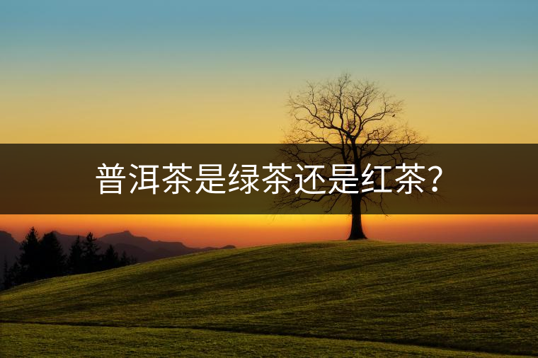 普洱茶是綠茶還是紅茶？