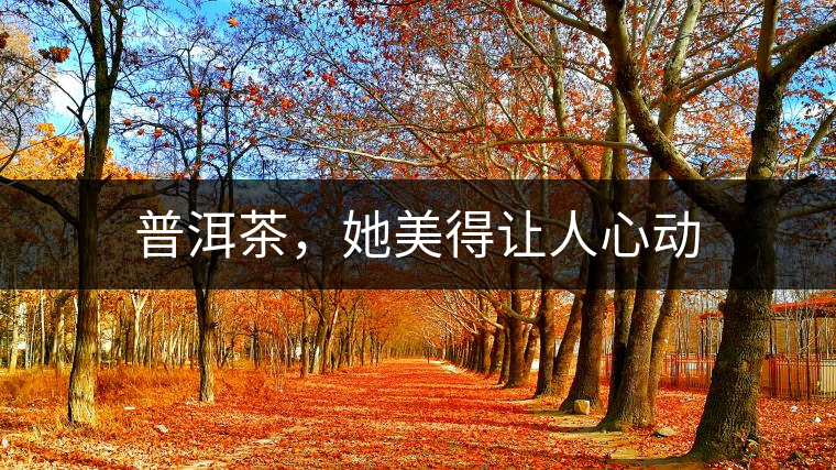 普洱茶，她美得讓人心動(dòng)