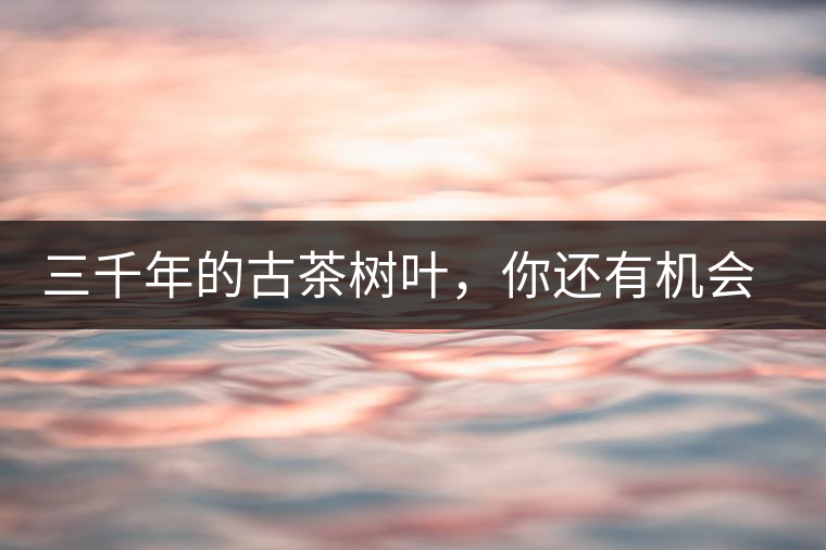 三千年的古茶樹葉，你還有機(jī)會(huì)喝到嗎？