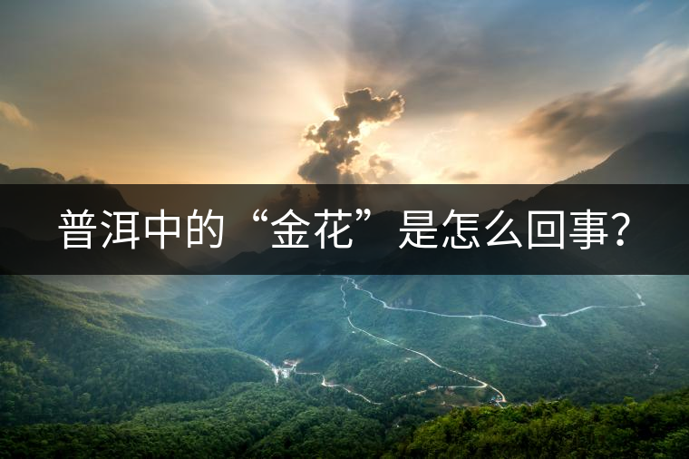 普洱中的“金花”是怎么回事？