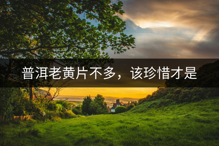 普洱老黃片不多，該珍惜才是