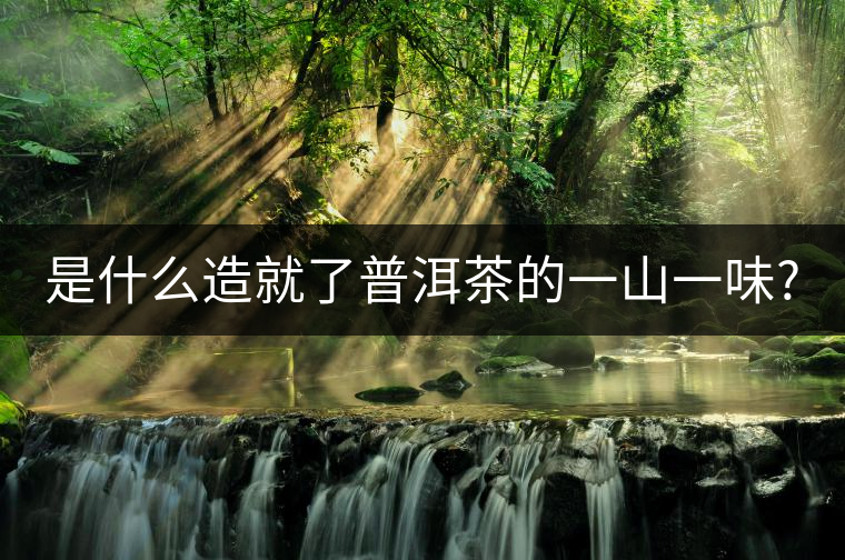 是什么造就了普洱茶的一山一味? 是什么造就了普洱茶的一山一味?