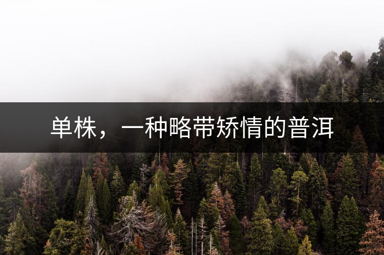 單株，一種略帶矯情的普洱