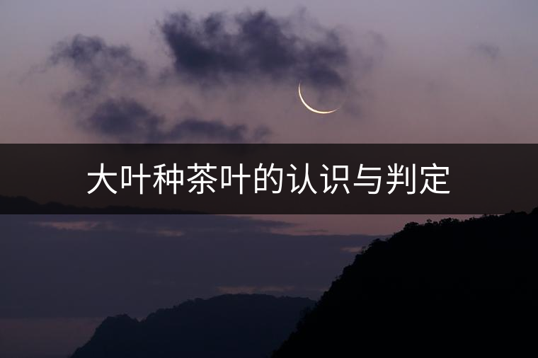 大葉種茶葉的認識與判定 大葉種茶葉的認識與判定