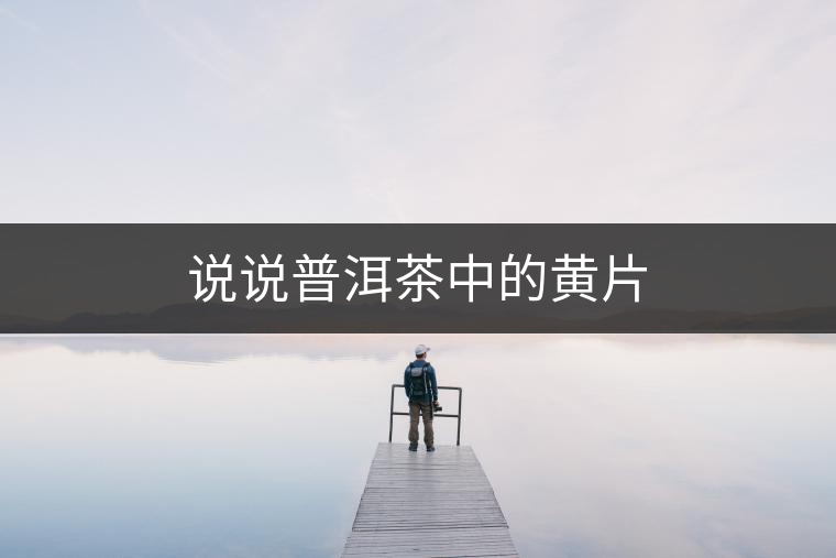 說說普洱茶中的黃片 說說普洱茶中的黃片
