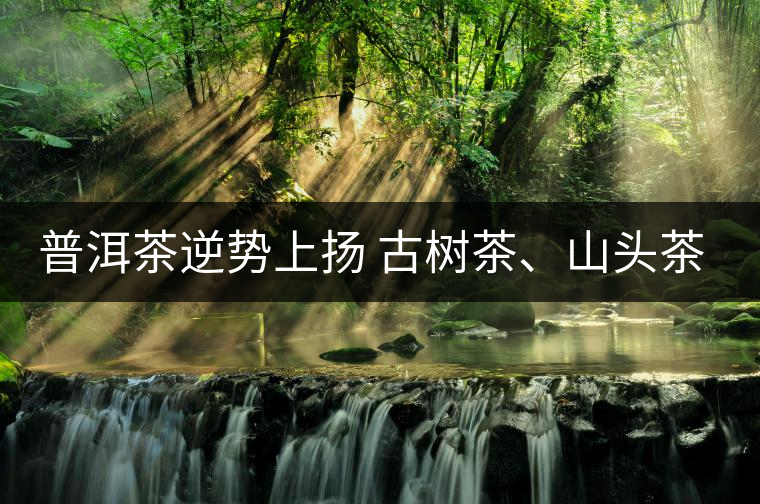 普洱茶逆勢上揚 古樹茶、山頭茶遭“熱捧”
