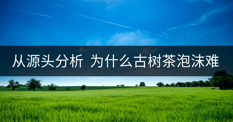 從源頭分析  為什么古樹茶泡沫難擠？