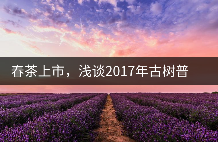 春茶上市，淺談2017年古樹普洱茶的市場(chǎng)增值潛力