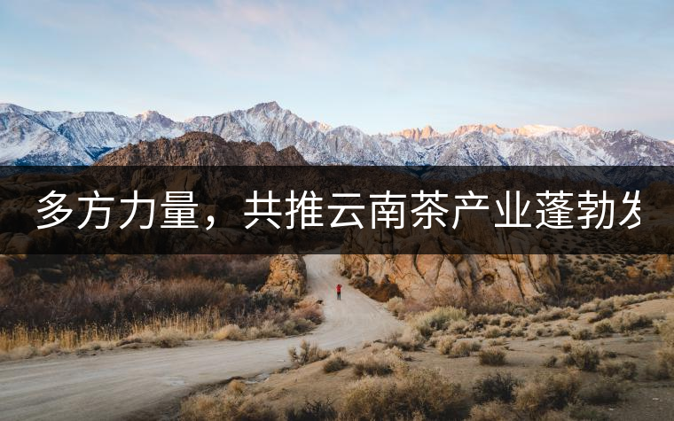 多方力量，共推云南茶產(chǎn)業(yè)蓬勃發(fā)展！