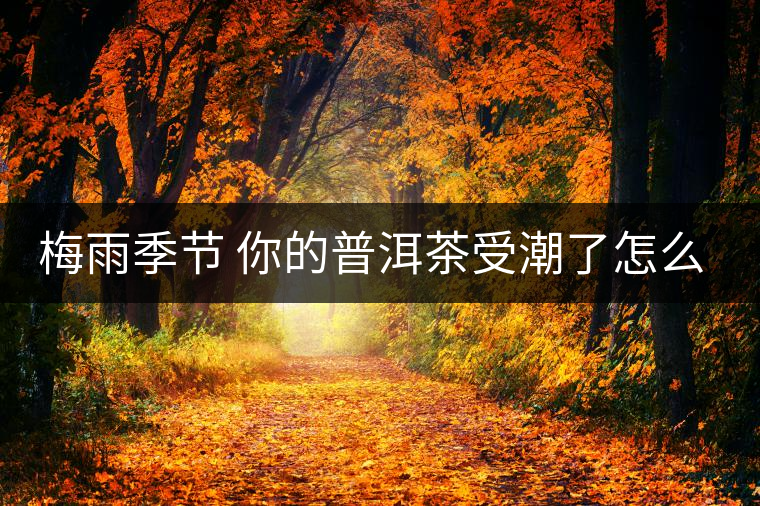 梅雨季節(jié) 你的普洱茶受潮了怎么辦？