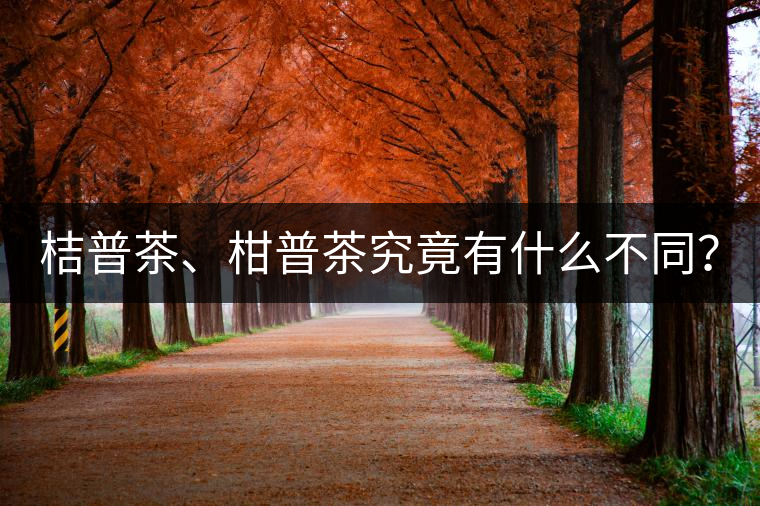 桔普茶、柑普茶究竟有什么不同？