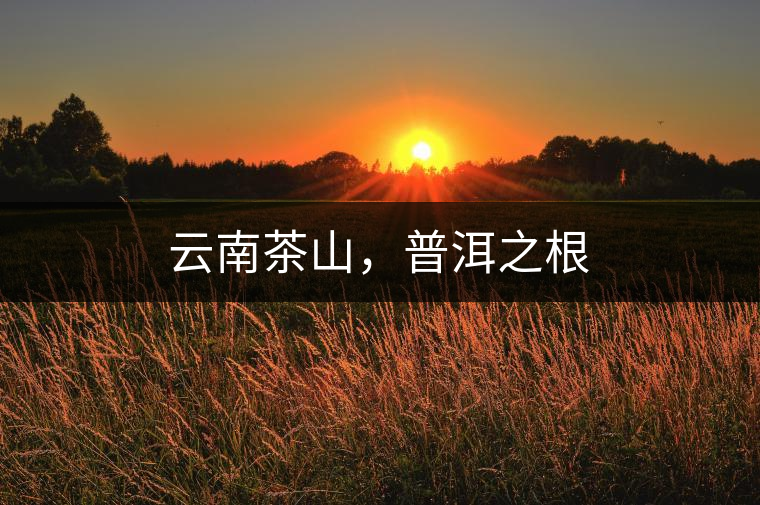 云南茶山，普洱之根