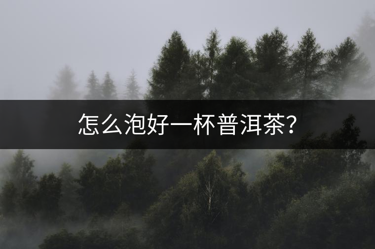 怎么泡好一杯普洱茶？