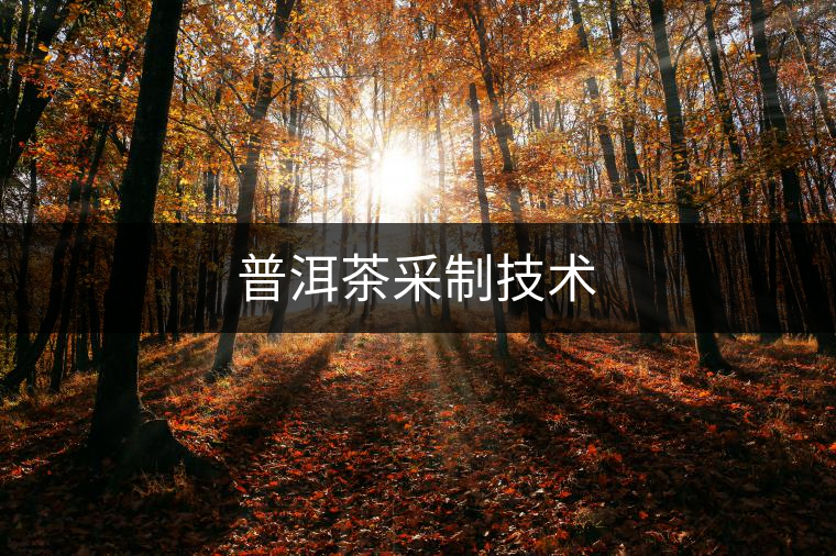 普洱茶采制技術(shù)