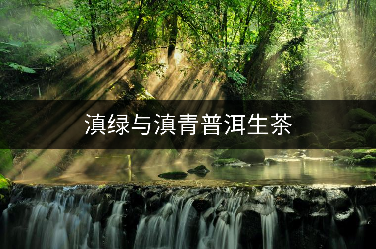 滇綠與滇青普洱生茶 滇綠與滇青普洱生茶