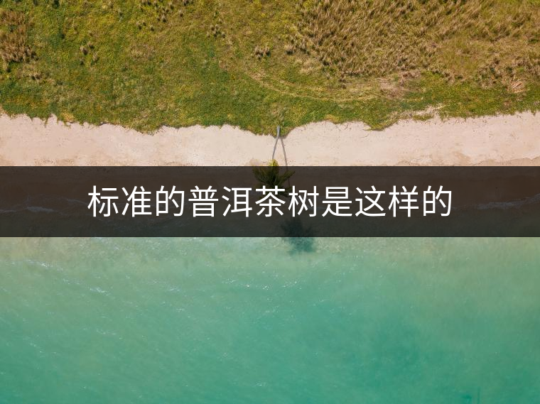 標(biāo)準的普洱茶樹是這樣的 標(biāo)準的普洱茶樹是這樣的