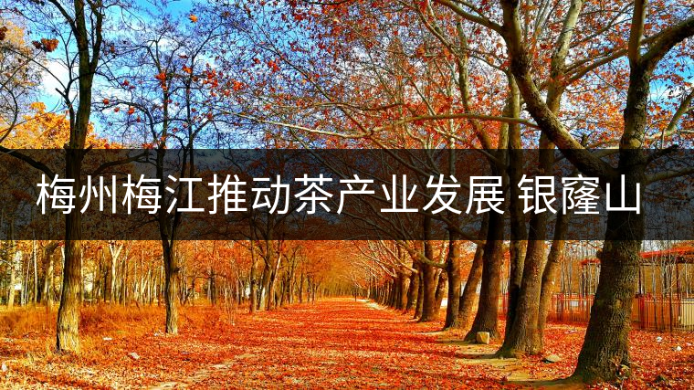 梅州梅江推動(dòng)茶產(chǎn)業(yè)發(fā)展 銀窿山春茶開(kāi)始采摘 梅州梅江推動(dòng)茶產(chǎn)業(yè)發(fā)展 銀窿山春茶開(kāi)始采摘