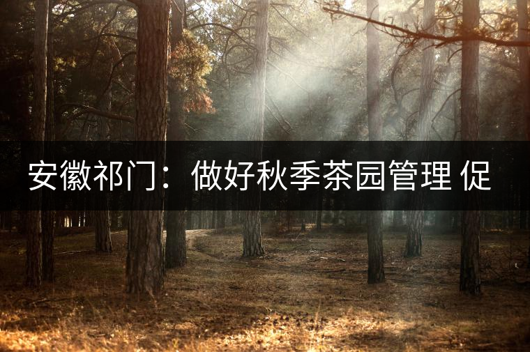 安徽祁門：做好秋季茶園管理 促升來年茶葉品質