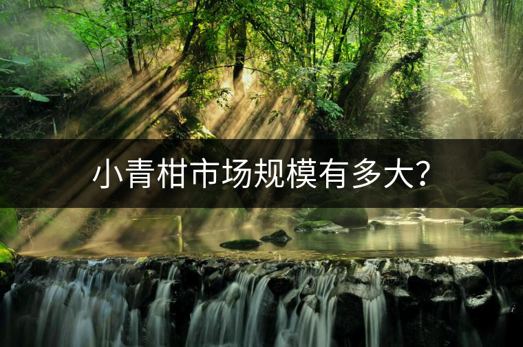 小青柑市場(chǎng)規(guī)模有多大？