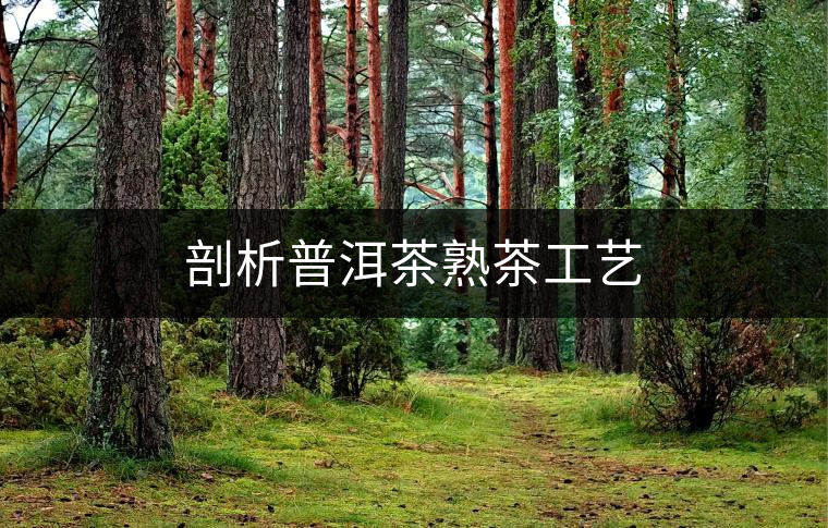 剖析普洱茶熟茶工藝