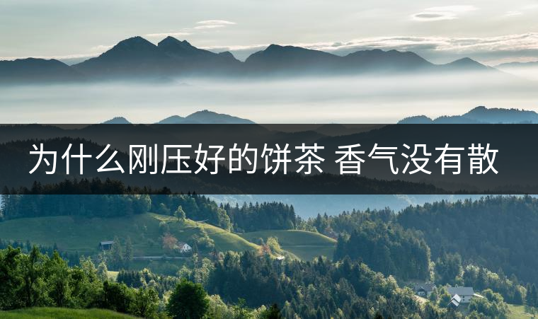 為什么剛壓好的餅茶 香氣沒有散茶好？