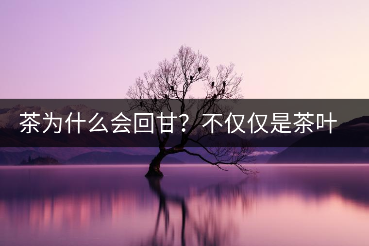茶為什么會(huì)回甘？不僅僅是茶葉中含糖那么簡(jiǎn)單