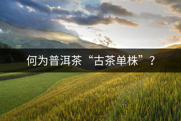 何為普洱茶“古茶單株”？
