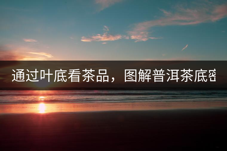 通過葉底看茶品，圖解普洱茶底密碼！