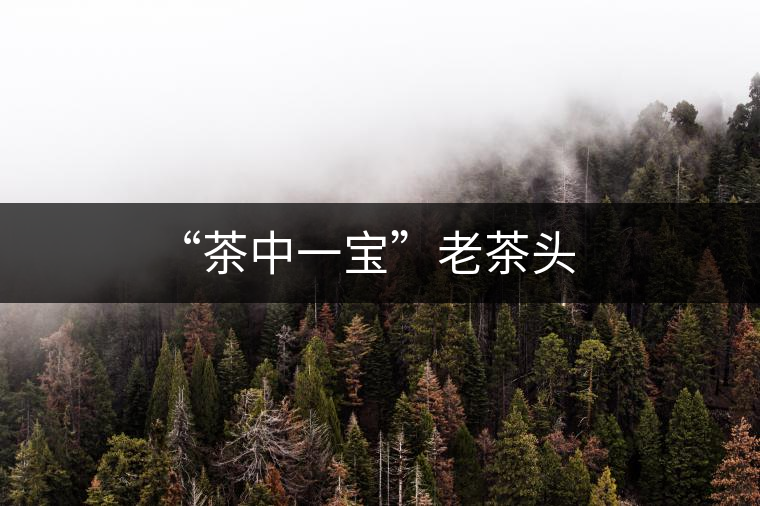 “茶中一寶”老茶頭