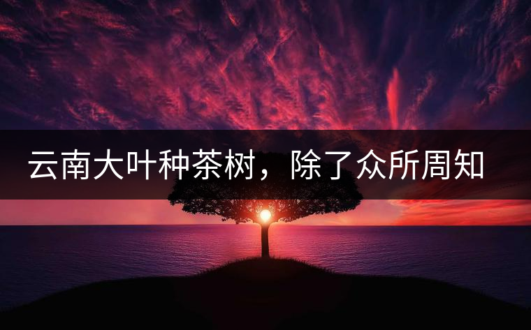 云南大葉種茶樹，除了眾所周知的“勐庫種”“勐海種”以外，還有那些品質(zhì)獨特的品種呢